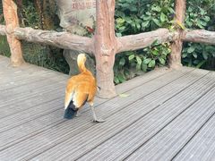 -上海野生动物园