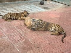-西霞口神雕山野生动物世界