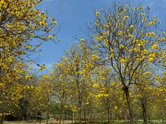 -天适樱花悠乐园