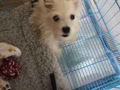 -翊宠yipet猫狗购宠庄园犬舍•猫舍