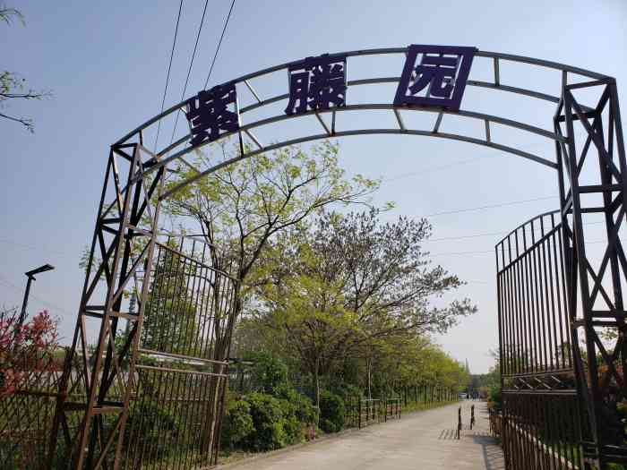 常熟紫藤园坐落在元和虞山街道三渡里路8号最新网红打卡个地方周末