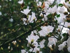 -深圳仙湖植物园