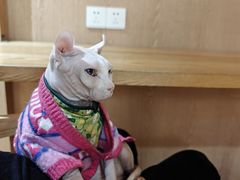 -MOCHA明星猫咖(田子坊店)