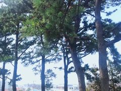 -朝安泰迪熊博物馆
