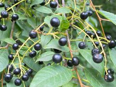 -长春公园(普阳街道)