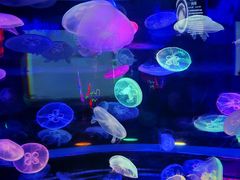 -太平洋海底世界