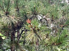 -北京西山国家森林公园