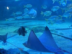 -烟台海昌鲸鲨海洋公园