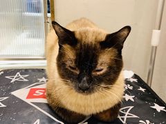 -飞行喵MR PILOT|猫舍·猫咖(静安大融城店)