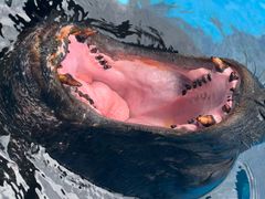 -海合安成都极地海洋公园