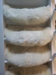 -YOUNGSKIN氧研皮肤管理中心