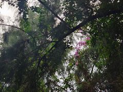 -华侨城湿地公园