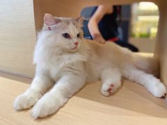 -瞄一喵猫咖(格力海岸店)