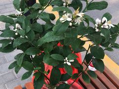 -秦美花卉(天朗·莱茵小城2期店)