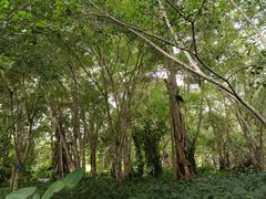 -中国科学院西双版纳热带植物园