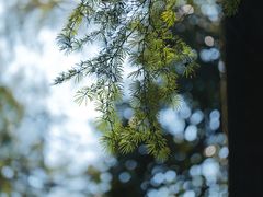 -西湖风景区-江洋畈生态公园