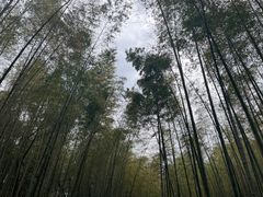 -大奇山国家森林公园