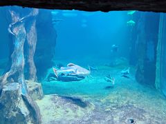 -华夏文旅海洋公园