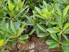 -东寨港红树林旅游区