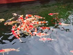 -香麒园·过桥米线·南湖雅宴