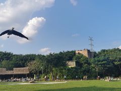 -广州长隆飞鸟乐园