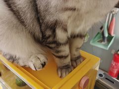 -平行世界·猫咖(首经贸店)