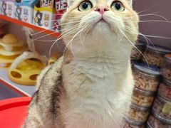 -三花喵·撸猫购宠·宠物生活馆(虹桥南丰城店)