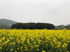 -八卦田遗址公园