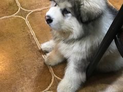 -李小姐の猫咖啡馆(五角场店)