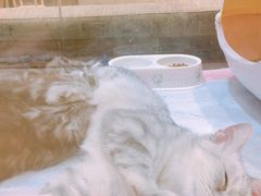 -藏猫猫咖啡主题馆(中央大道店)