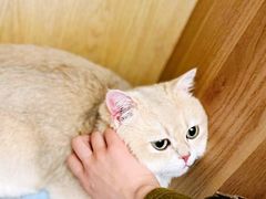 -萌兽医馆·犬猫专科·眼科中心·宠物医院(朝阳门分院)