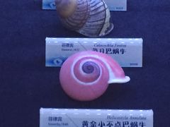 -贝壳梦幻世界