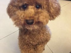 -严国平动物医院(德政总院)