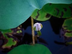 -羊亭河湿地公园