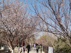 -桃花堤公园