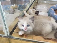 -糯米喵星人总部直营旗舰店·猫舍·幼猫出售