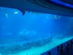 -珠海横琴长隆《卡卡虎奇遇记》