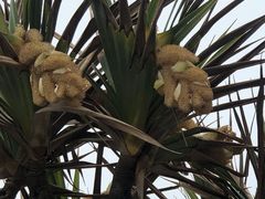 -东莞植物园