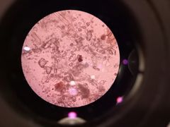 -艾贝尔宠物医院·24H转诊中心·肿瘤猫专科(江宁双龙店)