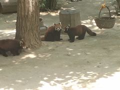 -西安秦岭野生动物园