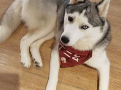 -Husky Go! 哈士奇体验馆·宠物咖啡厅狗咖