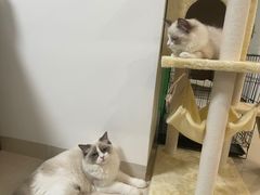 -lincat·猫舍(广州店)