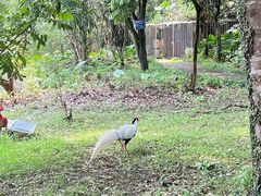 -福建鲤鱼洲酒店