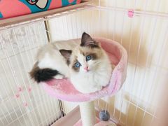 -Bastet sally猫舍购宠(静安店)