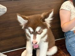 -小狗上班·狗咖·猫咖·小奶狗·摄影(南山店)