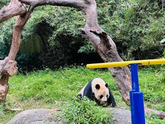 -广州长隆野生动物世界