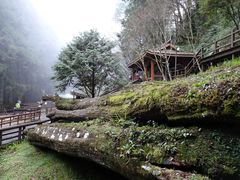 -阿里山神木遗迹