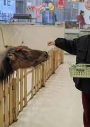 -Moni星球萌宠·小马宝莉·灵蛇·高端高阶全萌宠互动体验俱乐部(红豆国际广场店)