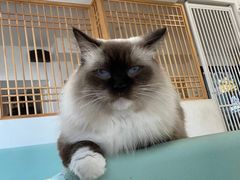 -猫在这儿猫咪咖啡馆·撸猫馆