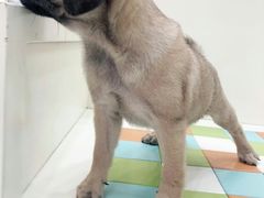 -瑞鹏宠物医院·微创内窥镜·骨外科·牙科(翠竹分院)